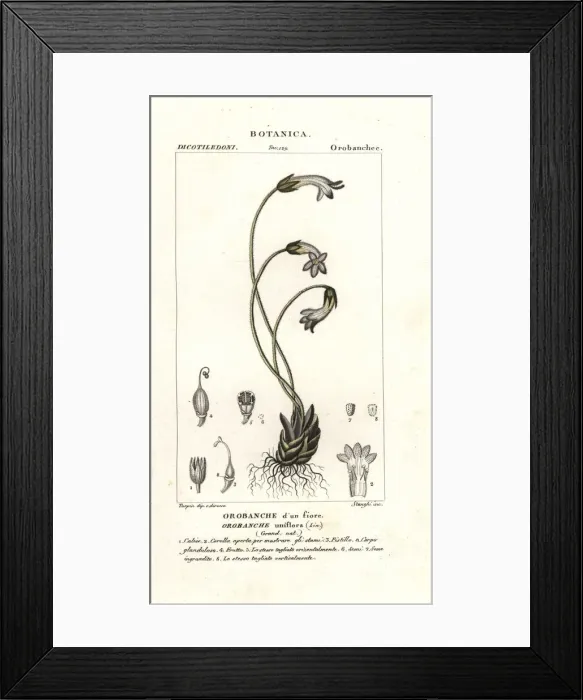 Framed Print : One-flowered broomrape, Orobanche uniflora Framed Print : One-flowered broomrape, Orobanche uniflora