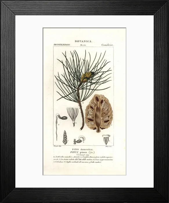 Framed Print : Italian stone pine, Pinus pinea Framed Print : Italian stone pine, Pinus pinea