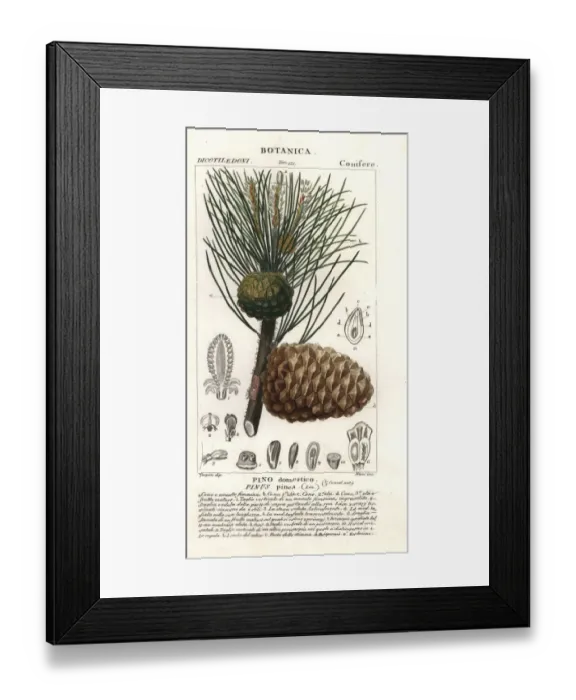 Framed Print : Italian stone pine, Pinus pinea, Pino domestico Framed Print : Italian stone pine, Pinus pinea, Pino domestico