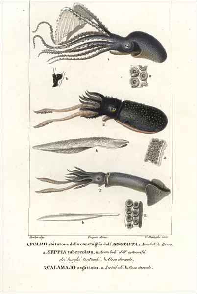 Great argonaut, cuttlefish and flying squid