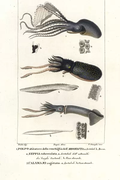 Great argonaut, cuttlefish and flying squid