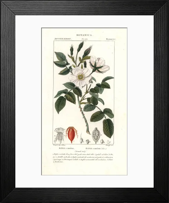 Framed Print : Dog rose, Rosa canina Framed Print : Dog rose, Rosa canina