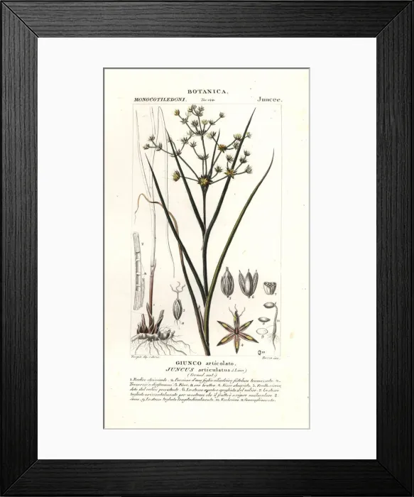 Framed Print : Jointed rush, Juncus articulatus Framed Print : Jointed rush, Juncus articulatus