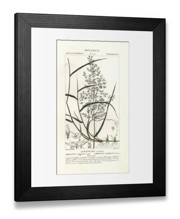 Framed Print : Common bent, Agrostis capillaris Framed Print : Common bent, Agrostis capillaris