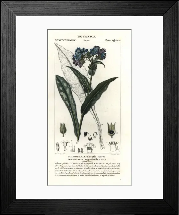 Framed Print : Narrow-leaved lungwort, Pulmonaria angustifolia Framed Print : Narrow-leaved lungwort, Pulmonaria angustifolia