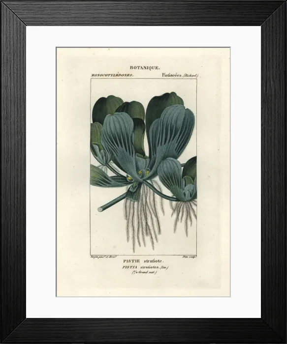 Framed Print : Water lettuce or Nile cabbage, Pistia stratiotes Framed Print : Water lettuce or Nile cabbage, Pistia stratiotes