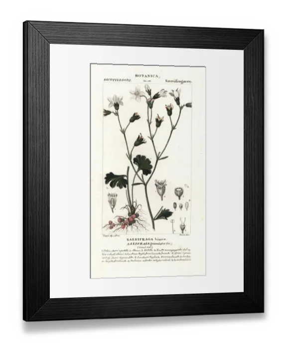 Framed Print : Meadow saxifrage, Saxifraga granulata Framed Print : Meadow saxifrage, Saxifraga granulata