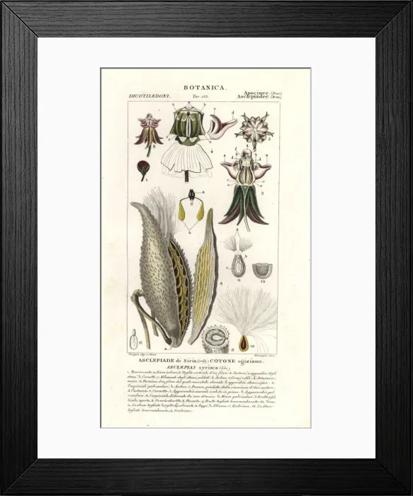 Framed Print : Milkweed, Asclepias syriaca Framed Print : Milkweed, Asclepias syriaca