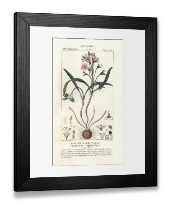 Framed Print : Virginia springbeauty, Claytonia virginica Framed Print : Virginia springbeauty, Claytonia virginica