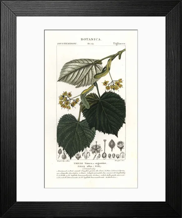 Framed Print : Lime tree or linden tree, Tilia alba Framed Print : Lime tree or linden tree, Tilia alba
