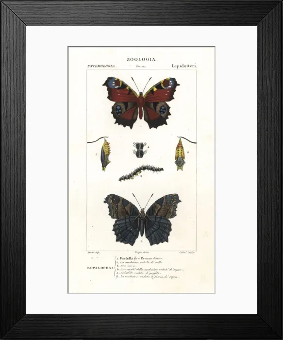 Framed Print : European peacock butterfly, Aglais io Framed Print : European peacock butterfly, Aglais io
