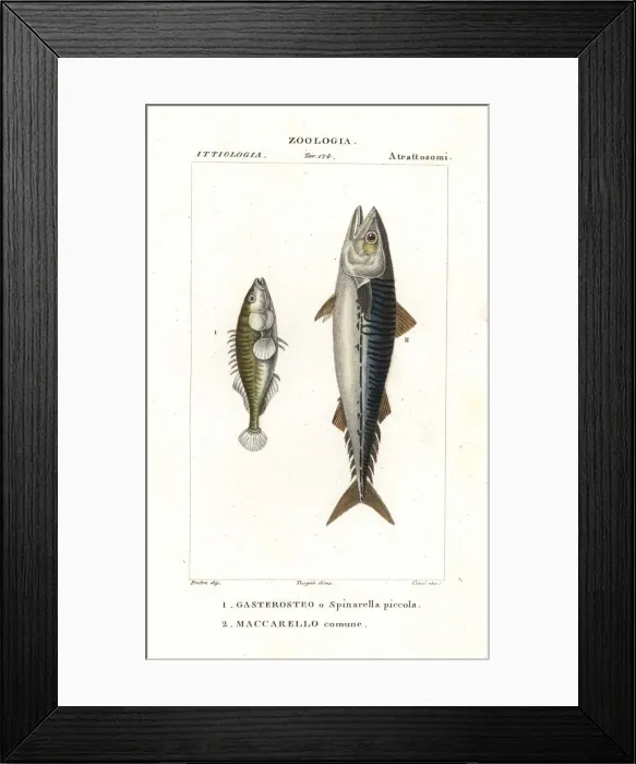 Framed Print : Three-spined stickleback and Atlantic mackerel Framed Print : Three-spined stickleback and Atlantic mackerel