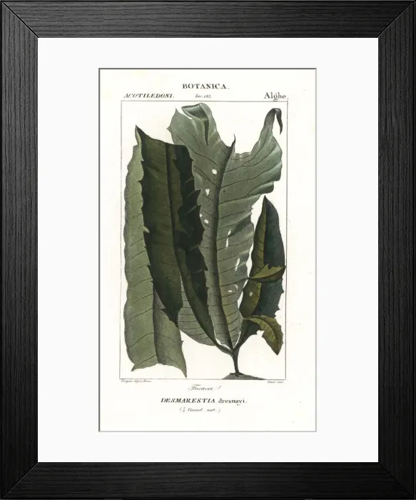 Framed Print : Acid weed or mermaids hair, Desmarestia dresnayi Framed Print : Acid weed or mermaids hair, Desmarestia dresnayi