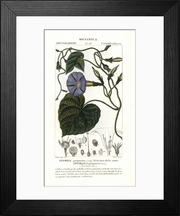 Framed Print : Purple morning glory, Ipomoea purpurea Framed Print : Purple morning glory, Ipomoea purpurea