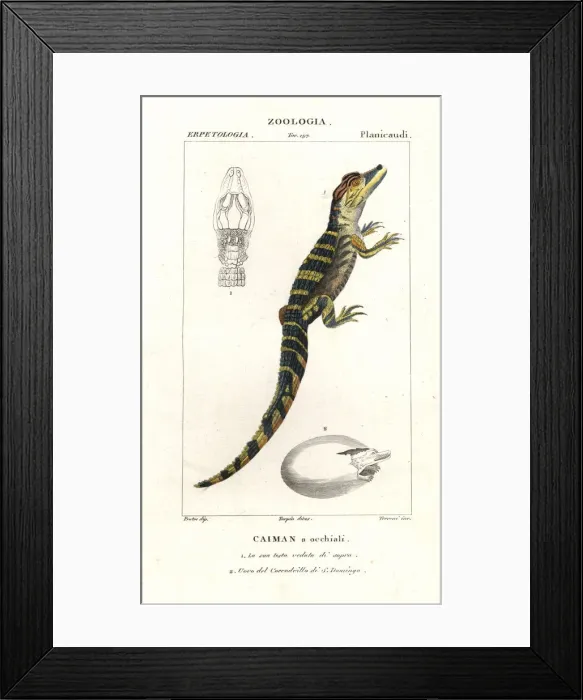 Framed Print : Spectacled caiman and hatching egg of the American crocodile Framed Print : Spectacled caiman and hatching egg of the American crocodile