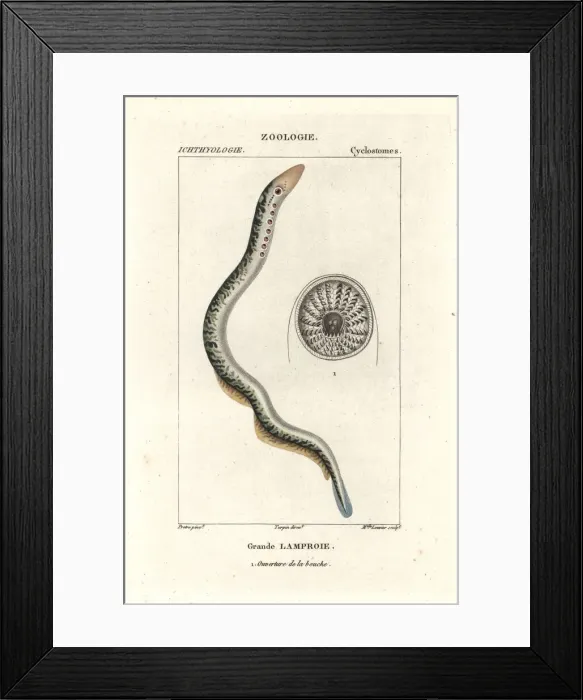 Framed Print : Sea lamprey, Petromyzon marinus Framed Print : Sea lamprey, Petromyzon marinus