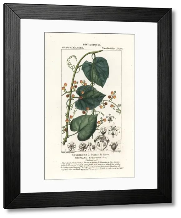 Framed Print : Javillo or antidote caccoon, Fevillea cordifolia Framed Print : Javillo or antidote caccoon, Fevillea cordifolia