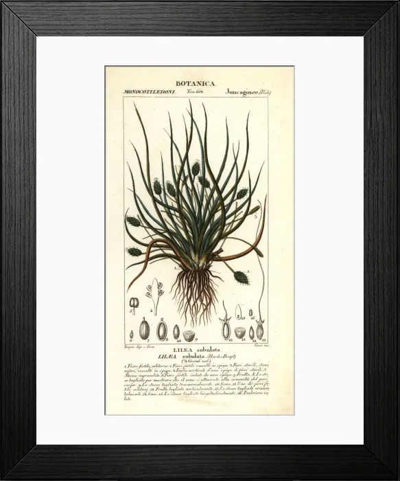 Framed Print : Flowering quillwort or awl-leaf lilaea, Lilaea subulata Framed Print : Flowering quillwort or awl-leaf lilaea, Lilaea subulata