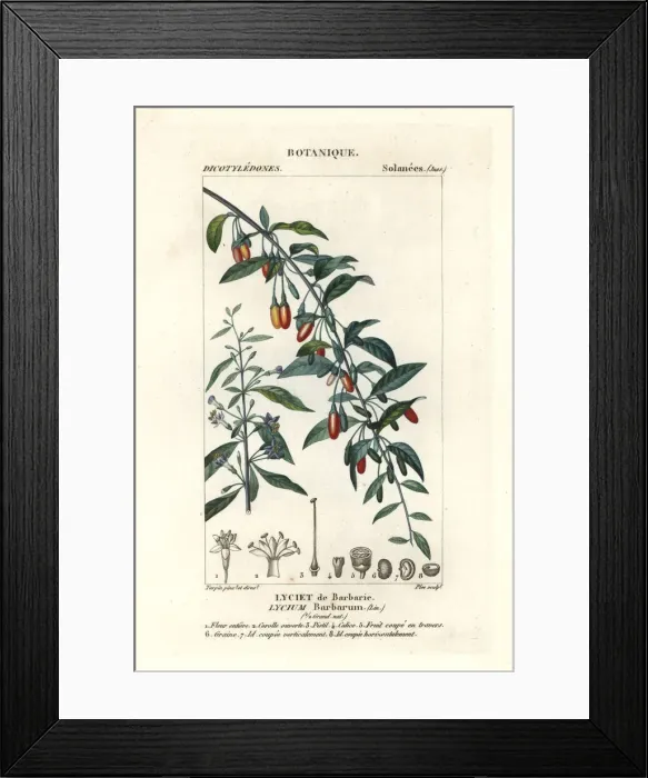 Framed Print : Goji berry, Lycium barbarum Framed Print : Goji berry, Lycium barbarum