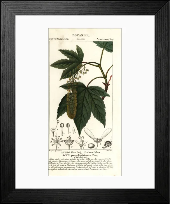 Framed Print : Sycamore maple or planetree maple, Acer pseudoplatanus Framed Print : Sycamore maple or planetree maple, Acer pseudoplatanus