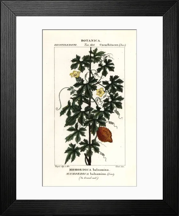 Framed Print : African cucumber, Momordica balsamina Framed Print : African cucumber, Momordica balsamina