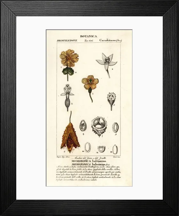 Framed Print : African cucumber, Momordica balsamina Framed Print : African cucumber, Momordica balsamina