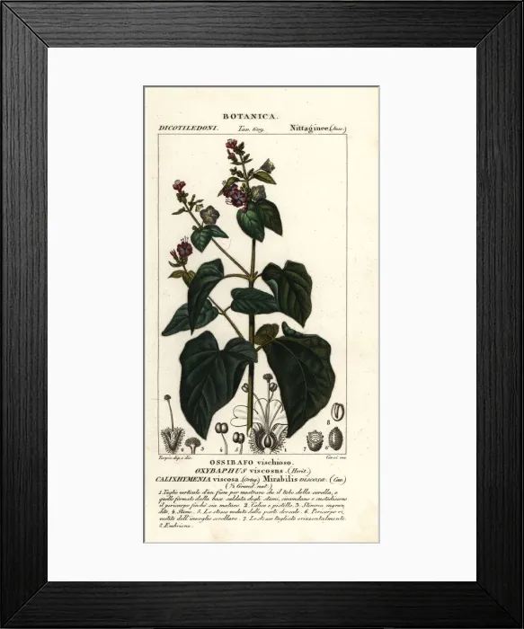 Framed Print : Four-o clock or umbrellawort, Mirabilis viscosa Framed Print : Four-o clock or umbrellawort, Mirabilis viscosa
