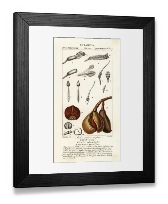 Framed Print : Red buckeye, Aesculus pavia Framed Print : Red buckeye, Aesculus pavia