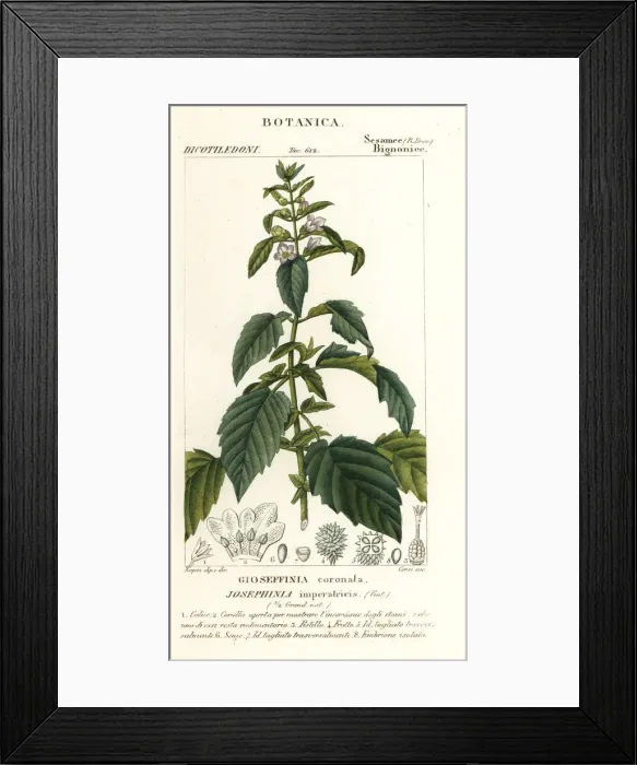 Framed Print : Josephinia imperatricis Framed Print : Josephinia imperatricis