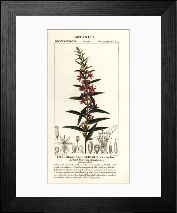 Framed Print : European wand loosestrife, Lythrum virgatum Framed Print : European wand loosestrife, Lythrum virgatum