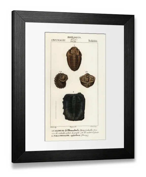 Framed Print : Fossils of extinct Trilobites Framed Print : Fossils of extinct Trilobites