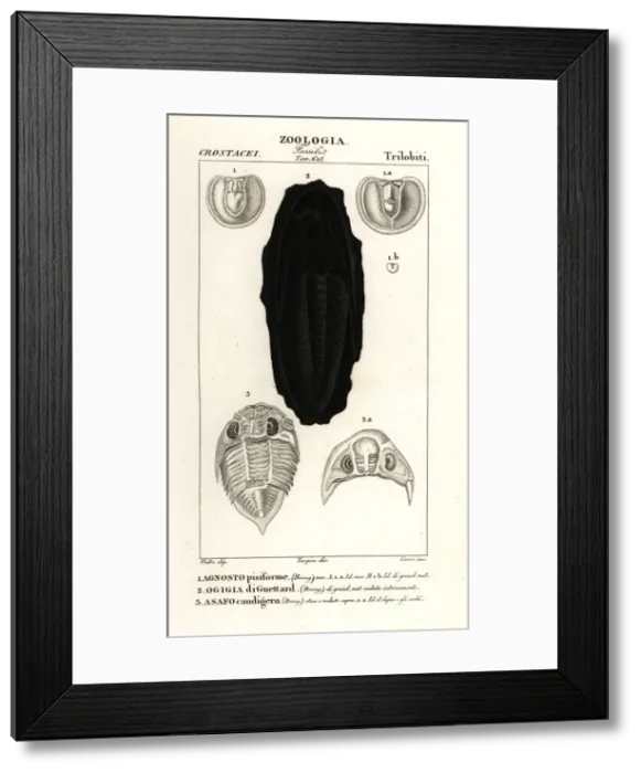 Framed Print : Fossils of extinct Trilobites Framed Print : Fossils of extinct Trilobites