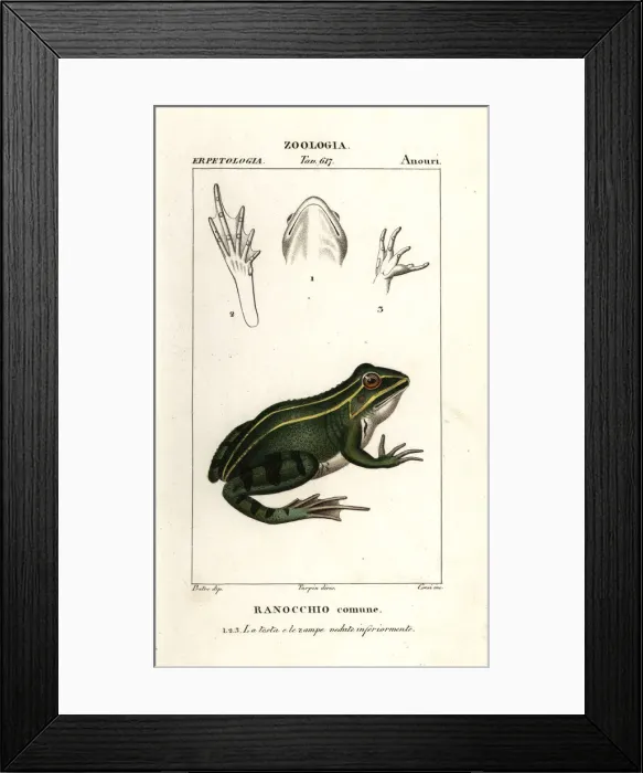 Framed Print : Green frog, Pelophylax kl. esculentus Framed Print : Green frog, Pelophylax kl. esculentus