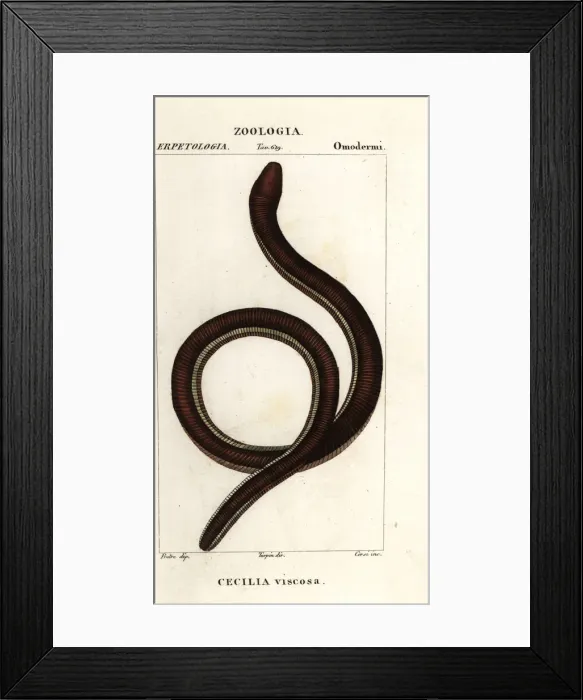 Framed Print : Common yellow-banded caecilian, Ichthyophis glutinosus Framed Print : Common yellow-banded caecilian, Ichthyophis glutinosus