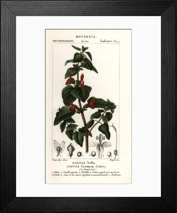 Framed Print : Shining-leaved sage, Salvia formosa Framed Print : Shining-leaved sage, Salvia formosa