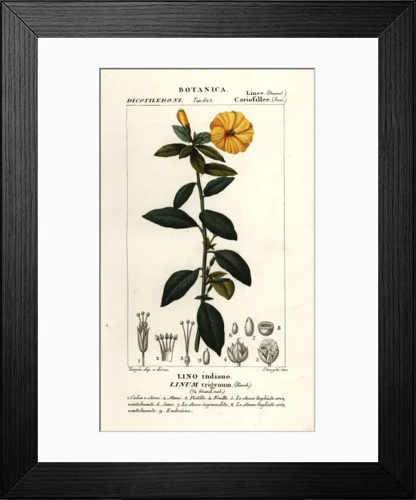 Framed Print : French flax, Linum trigynum Framed Print : French flax, Linum trigynum