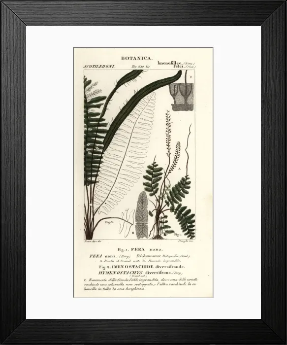 Framed Print : Bristle fern, Trichomanes botryoides Framed Print : Bristle fern, Trichomanes botryoides