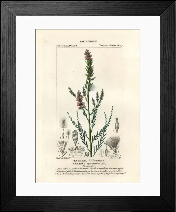 Framed Print : German tamarisk, Myricaria germanica Framed Print : German tamarisk, Myricaria germanica