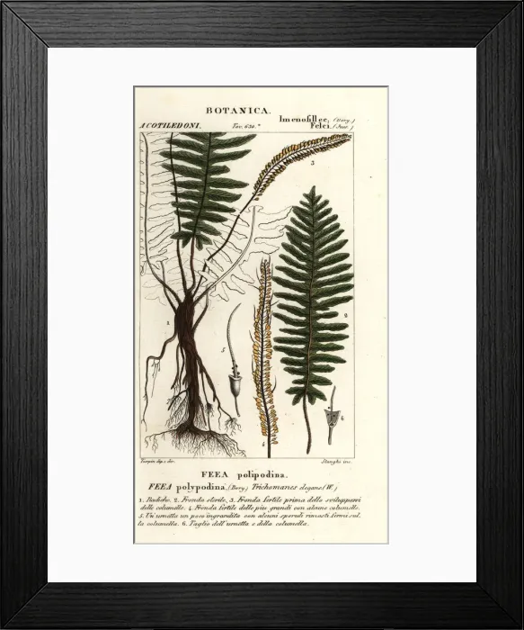 Framed Print : Bristle fern, Trichomanes elegans Framed Print : Bristle fern, Trichomanes elegans