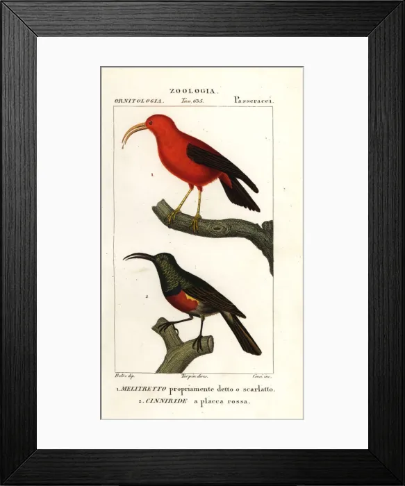 Framed Print : Iiwi and greater double-collared sunbird Framed Print : Iiwi and greater double-collared sunbird