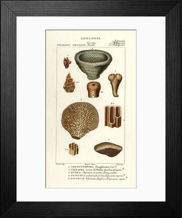 Framed Print : Fossils of extinct coral Framed Print : Fossils of extinct coral