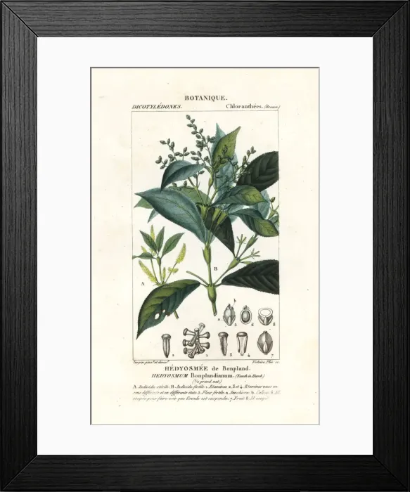 Framed Print : Hedyosmum bonplandianum, Kunth Framed Print : Hedyosmum bonplandianum, Kunth