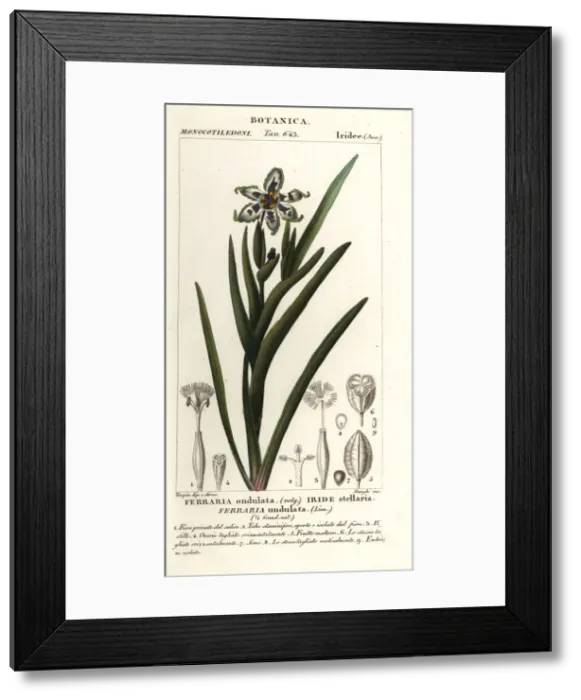 Framed Print : Black flag or starfish iris, Ferraria undulata