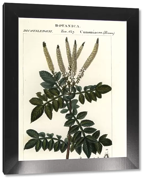 Encenillo, Weinmannia pubescens
