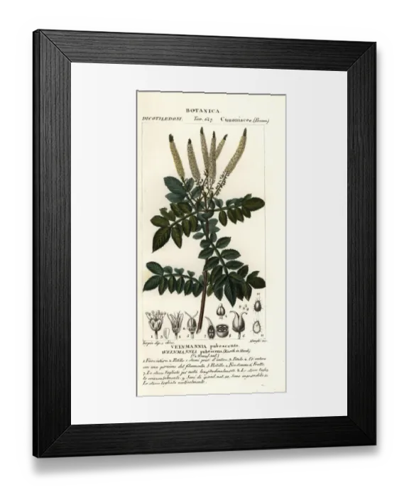 Framed Print : Encenillo, Weinmannia pubescens Framed Print : Encenillo, Weinmannia pubescens
