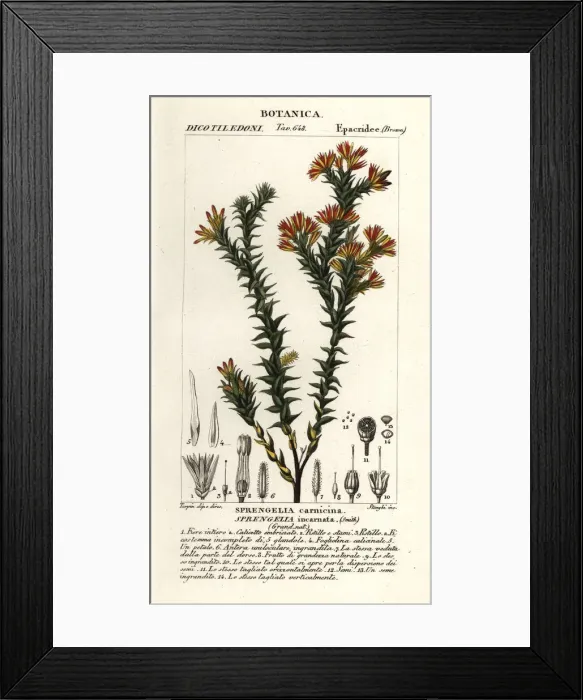 Framed Print : Pink swamp heath, Sprengelia incarnata Framed Print : Pink swamp heath, Sprengelia incarnata