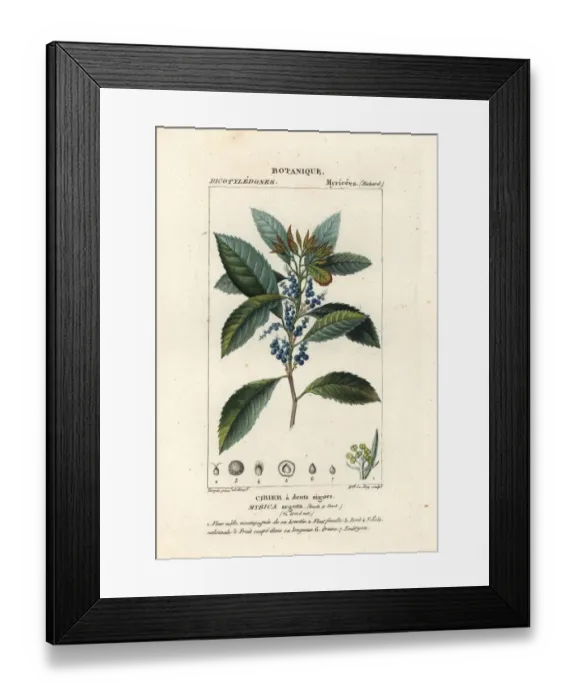 Framed Print : Bayberry, Morella pubescens Framed Print : Bayberry, Morella pubescens