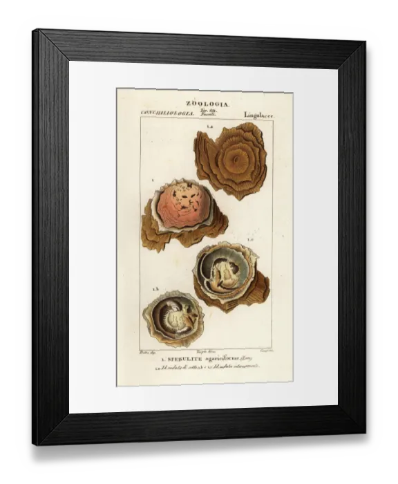 Framed Print : Spherulites agariciformis Framed Print : Spherulites agariciformis