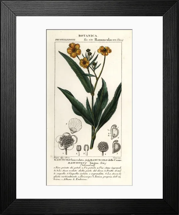 Framed Print : Greater spearwort, Ranunculus lingua Framed Print : Greater spearwort, Ranunculus lingua