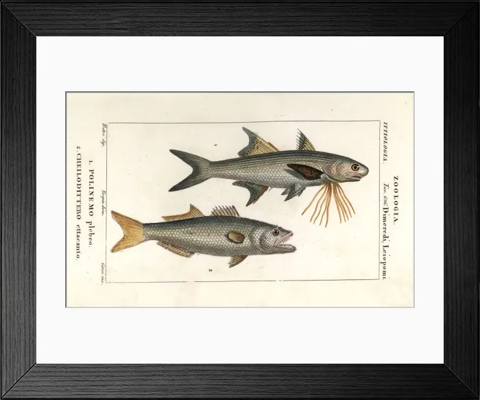 Framed Print : Striped threadfin and bluefish Framed Print : Striped threadfin and bluefish